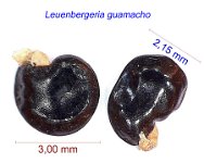 Leuenbergeria guamacho Ven DR (RMSD151).jpg